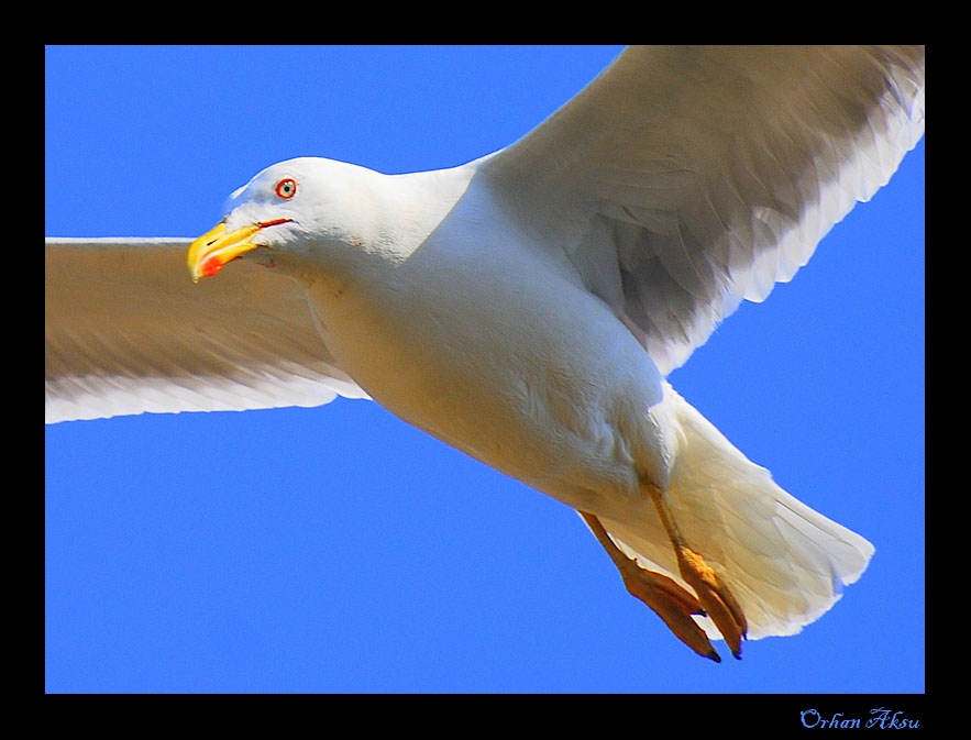 Gümüş martı » Yellow-legged Gull » Larus michahellis