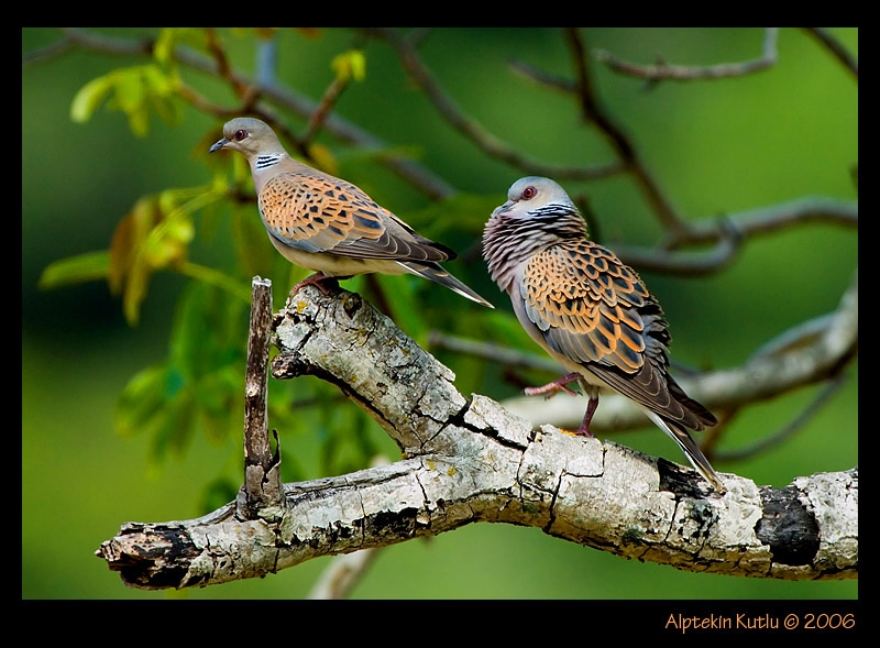 Üveyik » European Turtle Dove » Streptopelia turtur
