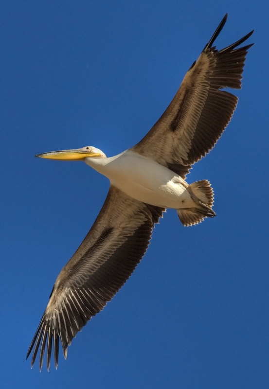 Ak pelikan » Great White Pelican » Pelecanus onocrotalus