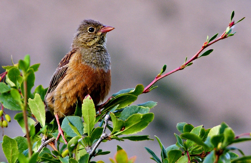 Kirazkuşu » Ortolan Bunting » Emberiza hortulana