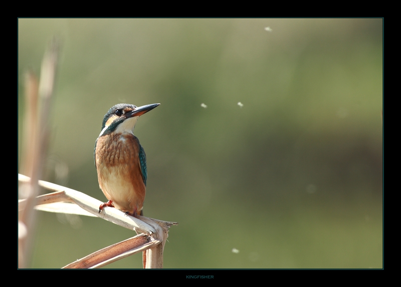 Yalıçapkını » Common Kingfisher » Alcedo atthis