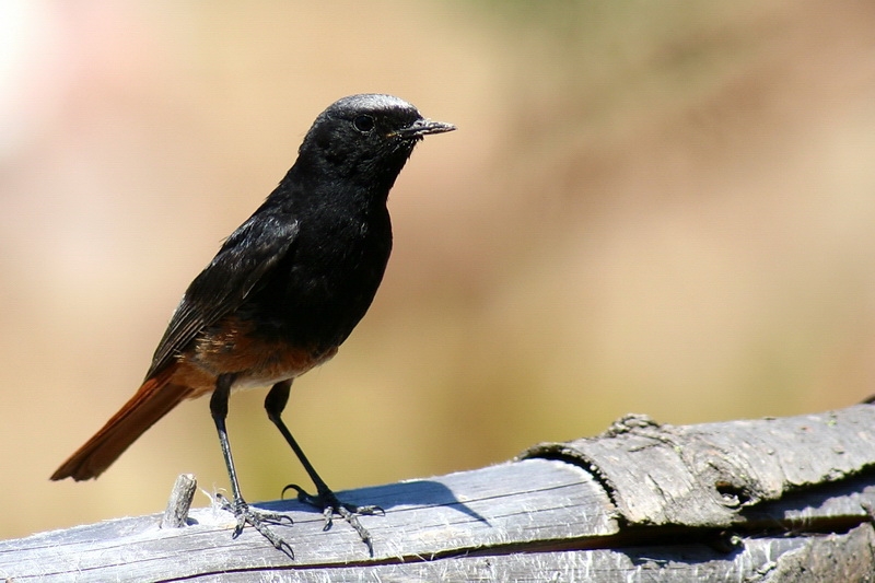 Kara kızılkuyruk » Black Redstart » Phoenicurus ochruros