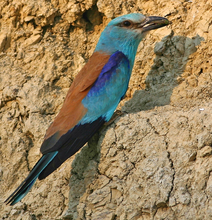 Gökkuzgun » European Roller » Coracias garrulus