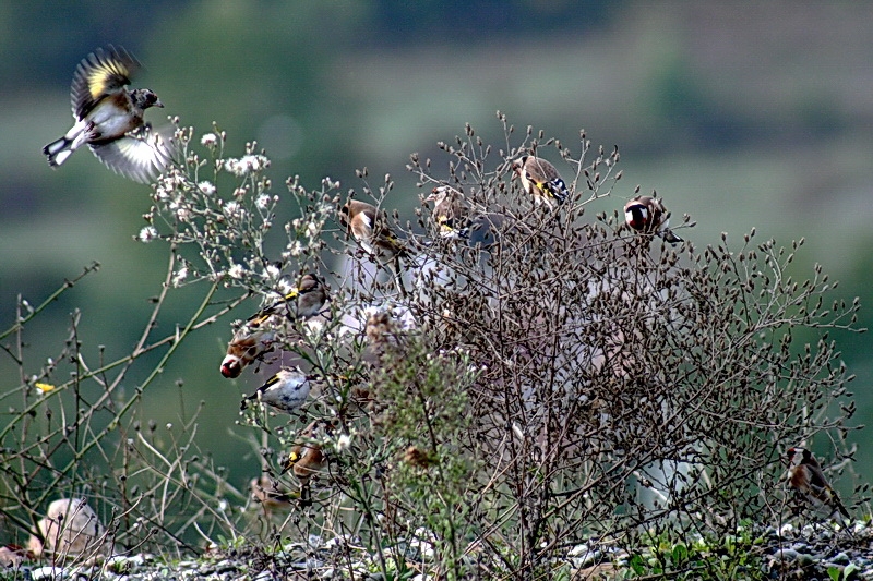 Saka » European Goldfinch » Carduelis carduelis