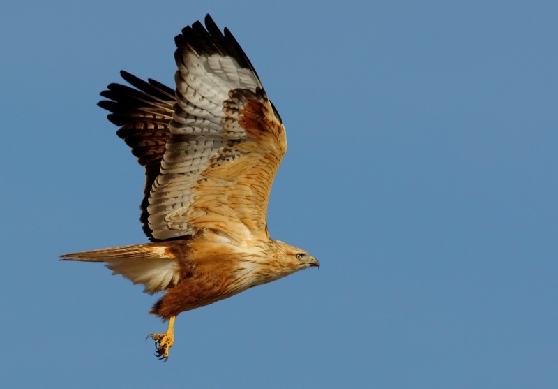 Kızıl şahin » Long-legged Buzzard » Buteo rufinus