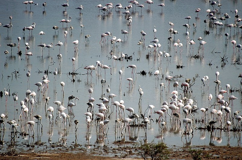 Flamingo