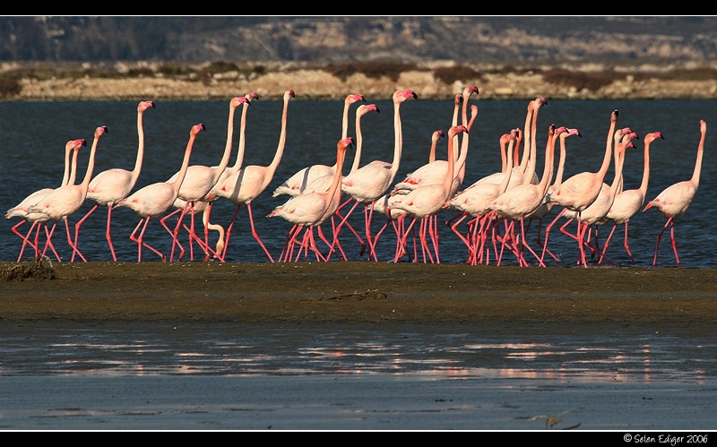 Flamingo » Greater Flamingo » Phoenicopterus roseus