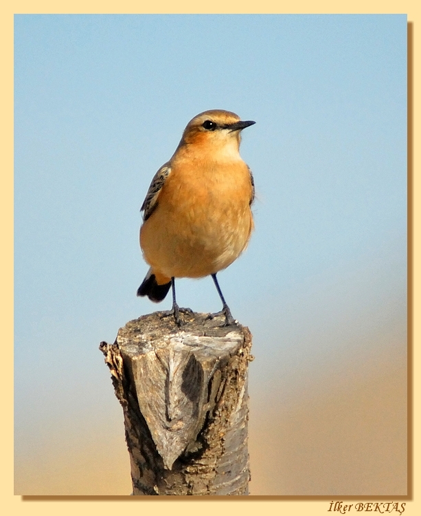 Kuyrukkakan » Northern Wheatear » Oenanthe oenanthe