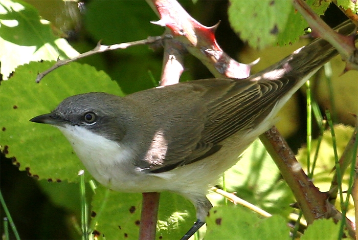 Akgözlü ötleğen » Eastern Orphean Warbler » Sylvia crassirostris