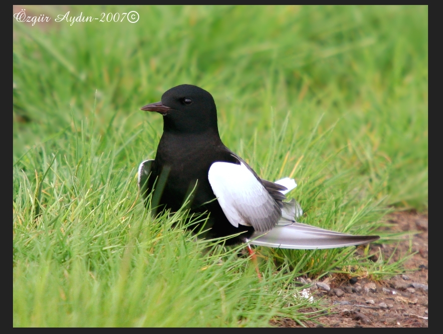 Akkanatlı sumru » White-winged Tern » Chlidonias leucopterus