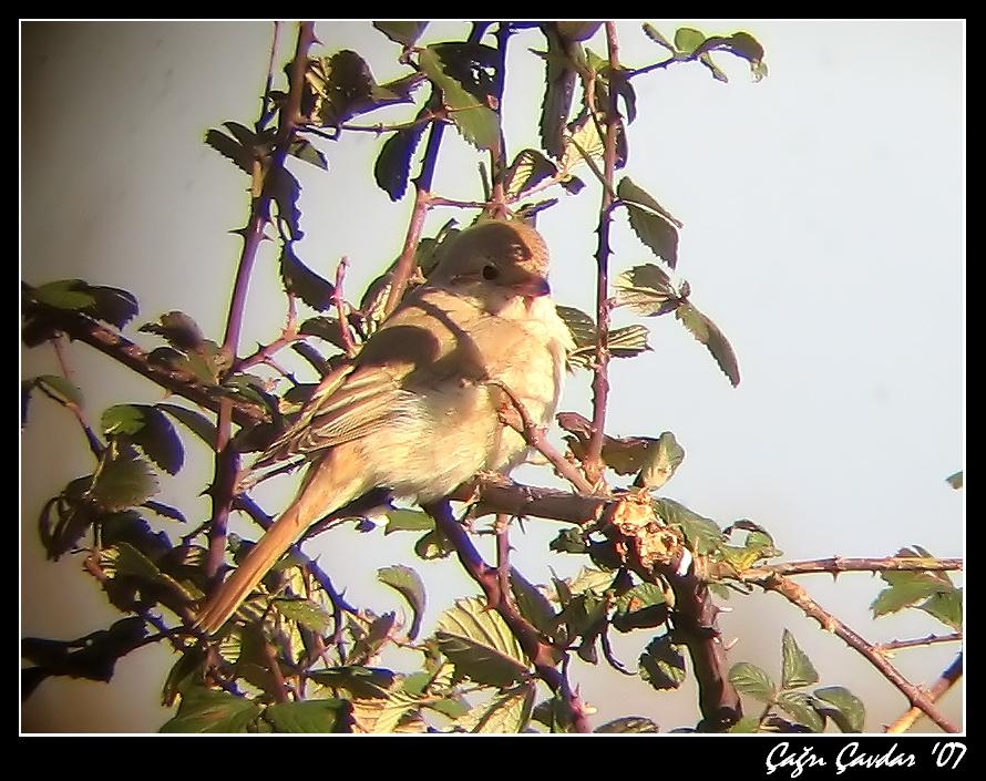 Kızılkuyruklu örümcekkuşu » Isabelline Shrike » Lanius isabellinus