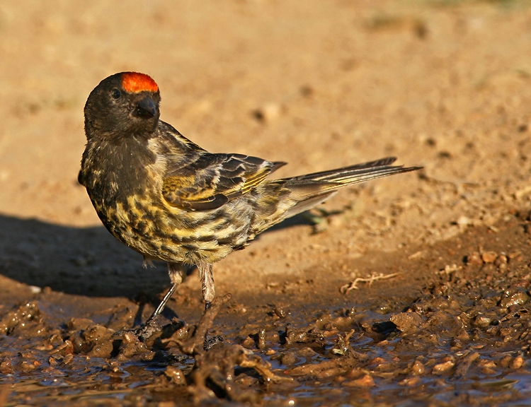 Kara iskete » Red-fronted Serin » Serinus pusillus