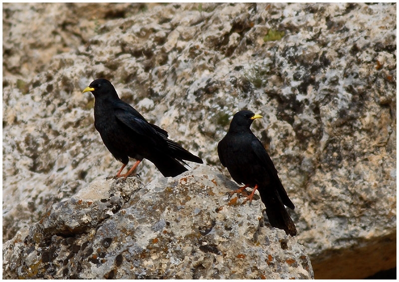 Sarıgagalı dağ kargası » Alpine Chough » Pyrrhocorax graculus