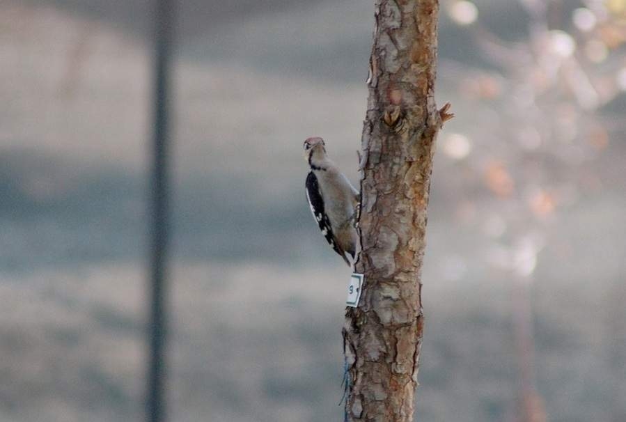 Alaca ağaçkakan » Syrian Woodpecker » Dendrocopos syriacus