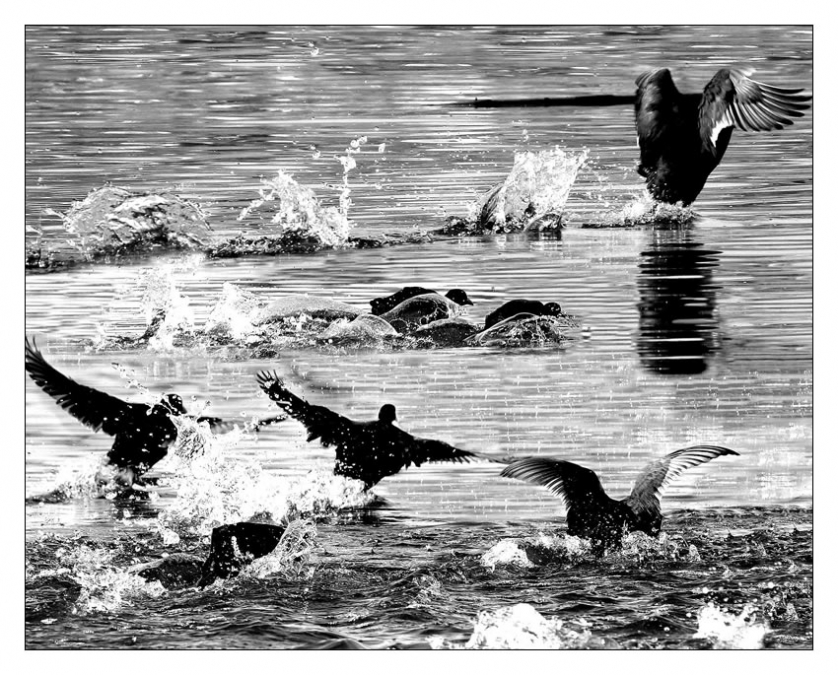 Sakarmeke » Eurasian Coot » Fulica atra