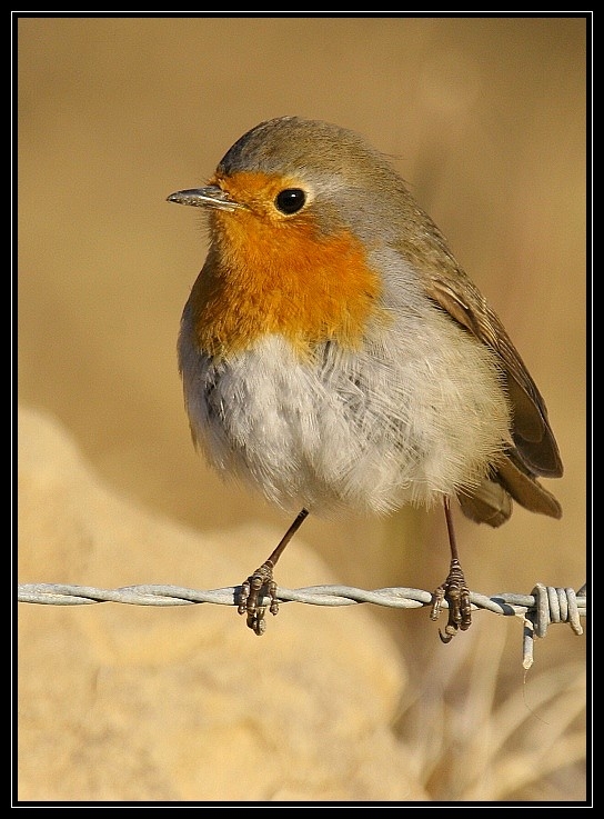 Kızılgerdan » European Robin » Erithacus rubecula