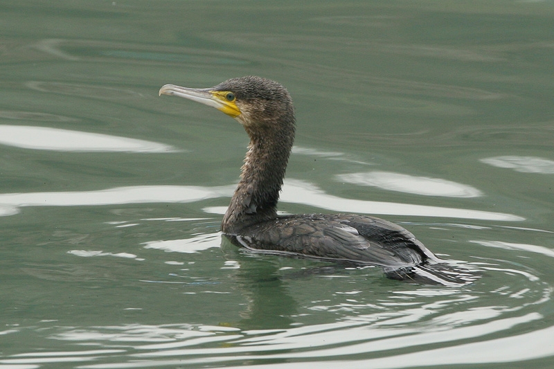 Karabatak » Great Cormorant » Phalacrocorax carbo