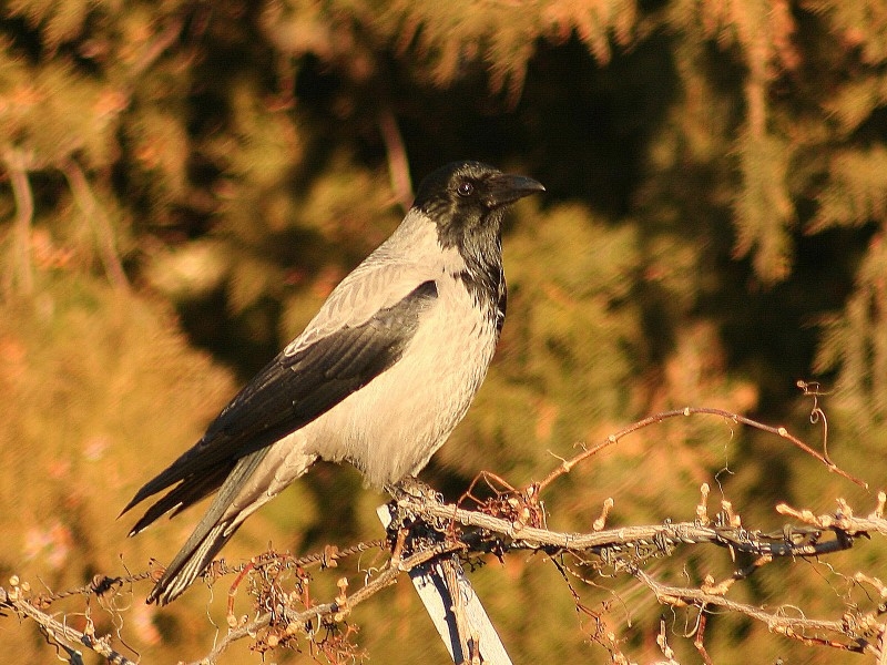 Leş kargası » Hooded Crow » Corvus cornix