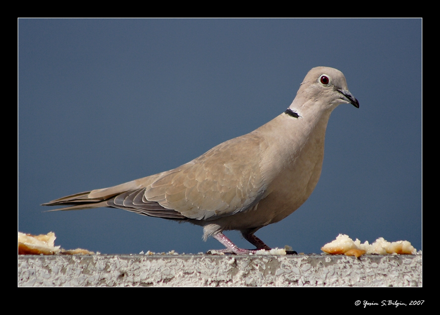 Kumru » Eurasian Collared Dove » Streptopelia decaocto