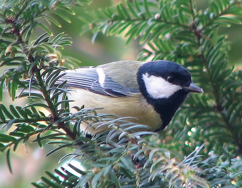 Büyük baştankara » Great Tit » Parus major