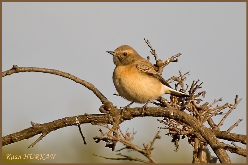 Karakulaklı kuyrukkakan » Black-eared Wheatear » Oenanthe melanoleuca