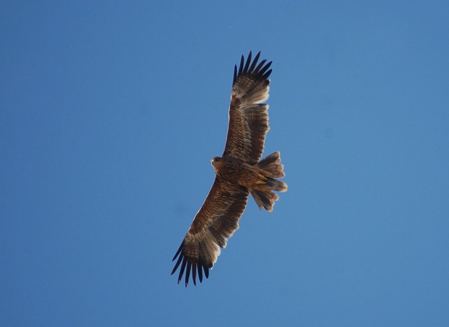 Şah kartal » Eastern Imperial Eagle » Aquila heliaca