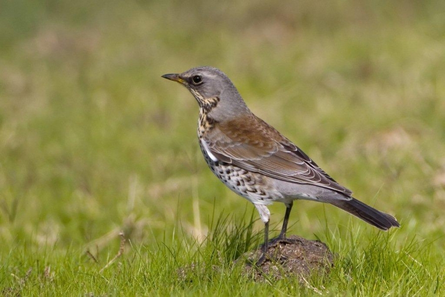 Tarla ardıcı » Fieldfare » Turdus pilaris