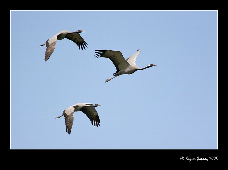 Telli turna » Demoiselle Crane » Grus virgo