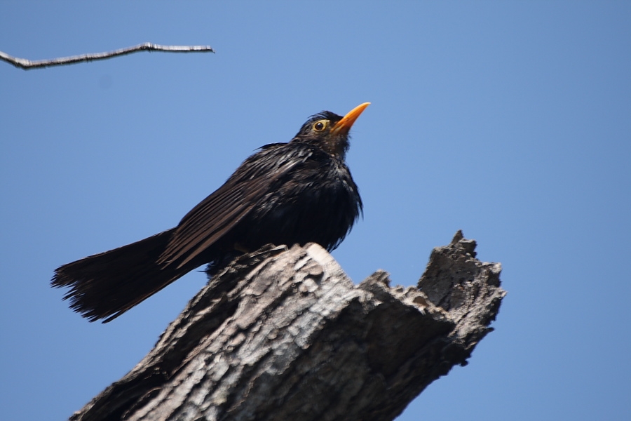 Karatavuk » Common Blackbird » Turdus merula