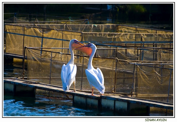 Ak pelikan » Great White Pelican » Pelecanus onocrotalus
