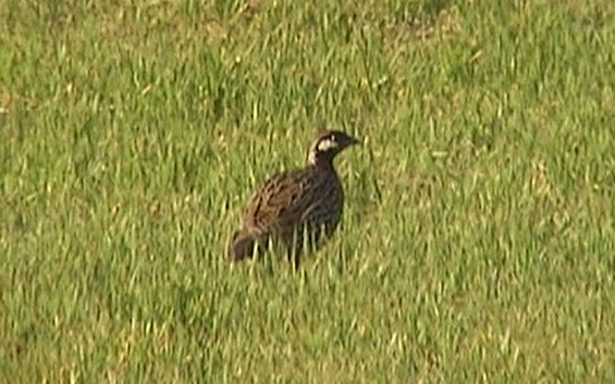 Turaç » Black Francolin » Francolinus francolinus