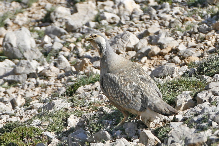 Urkeklik » Caspian Snowcock » Tetraogallus caspius