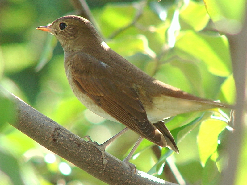 Bülbül » Common Nightingale » Luscinia megarhynchos