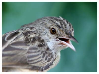 Dikkuyruklu ötleğen » Delicate prinia » Prinia lepida