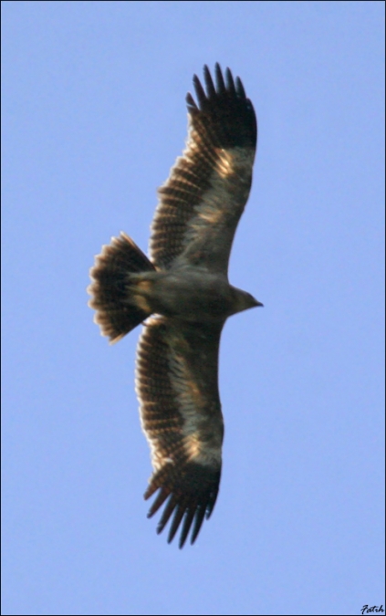 Bozkır kartalı » Steppe Eagle » Aquila nipalensis