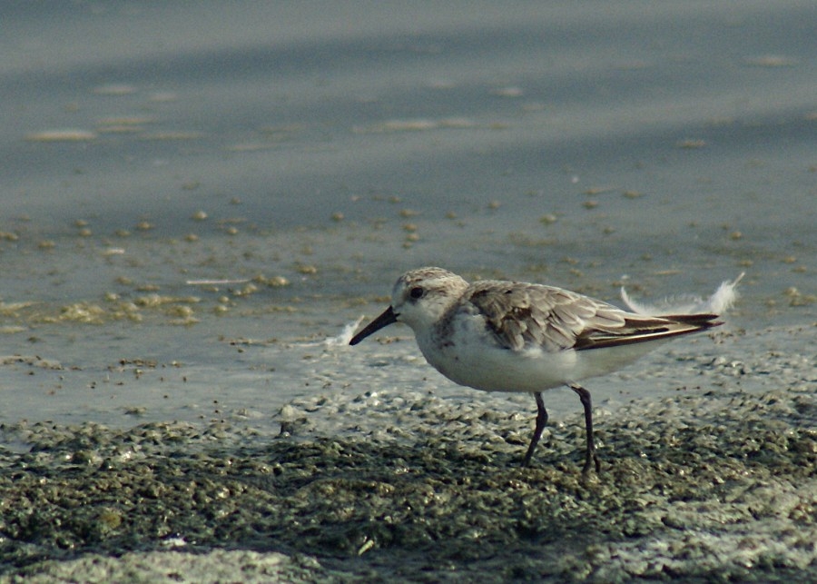 Ak kumkuşu » Sanderling » Calidris alba
