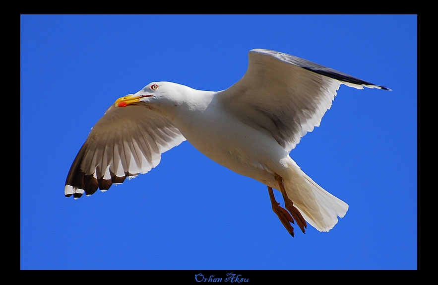 Gümüş martı » Yellow-legged Gull » Larus michahellis