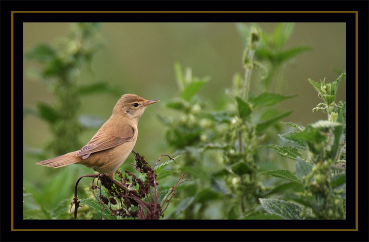 Çalı kamışçını » Marsh Warbler » Acrocephalus palustris