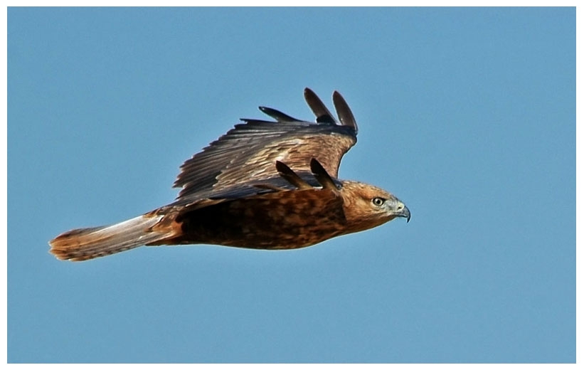 Kızıl şahin » Long-legged Buzzard » Buteo rufinus