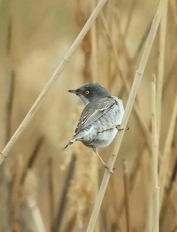 Çizgili ötleğen » Barred Warbler » Sylvia nisoria
