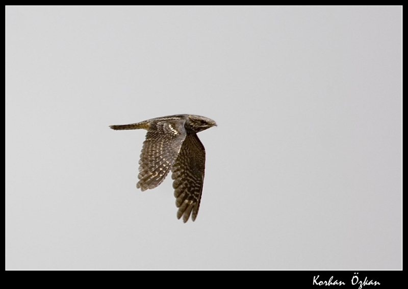 Çobanaldatan » European Nightjar » Caprimulgus europaeus