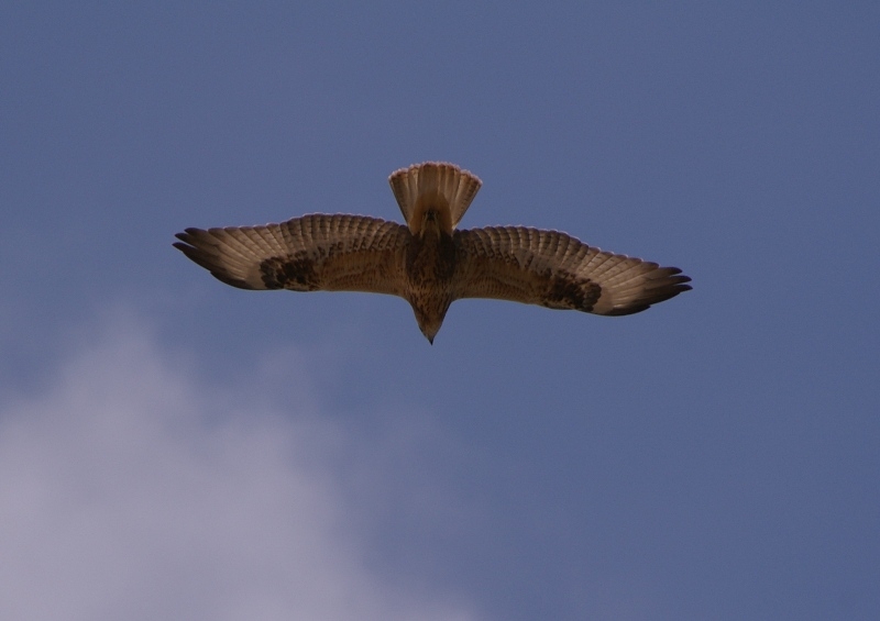 Kızıl şahin » Long-legged Buzzard » Buteo rufinus