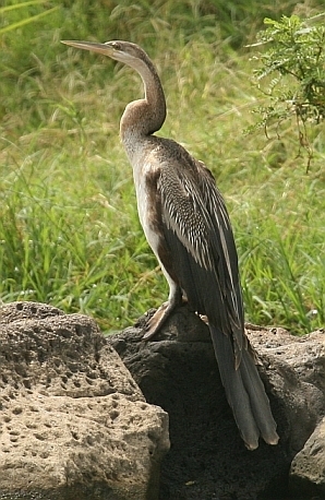 Yılanboyun » African Darter » Anhinga  rufa