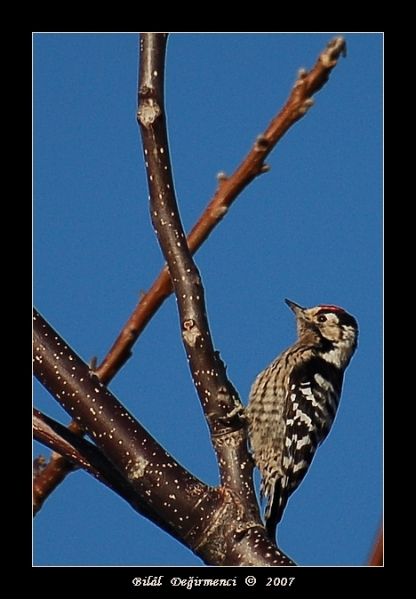 Küçük ağaçkakan » Lesser Spotted Woodpecker » Dryobates minor