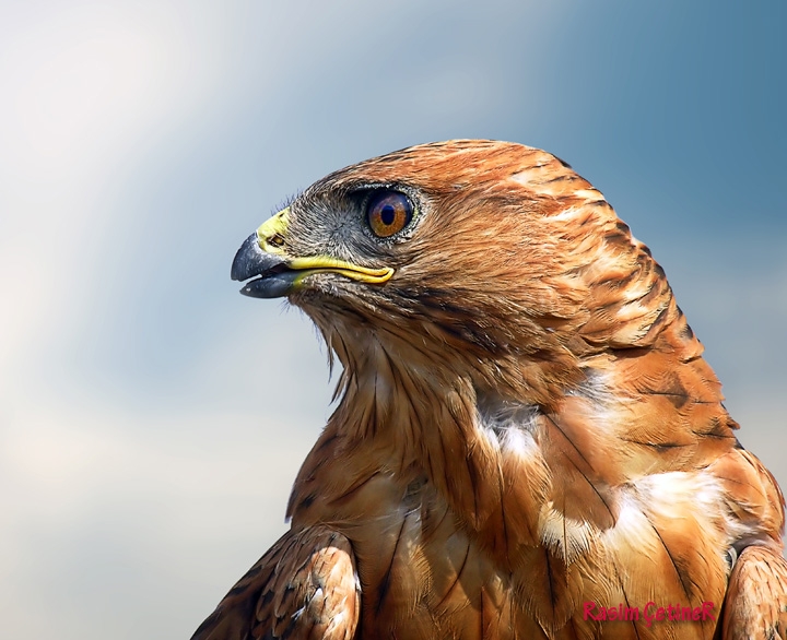 Kızıl şahin » Long-legged Buzzard » Buteo rufinus