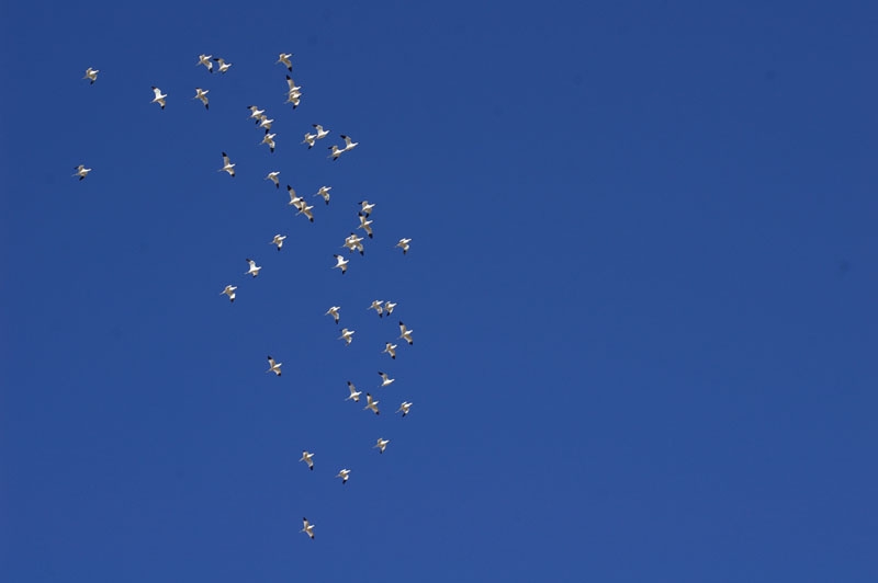 Kılıçgaga » Pied Avocet » Recurvirostra avosetta