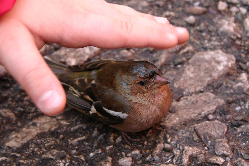 İspinoz » Common Chaffinch » Fringilla coelebs