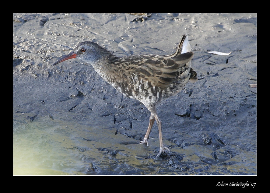 Sukılavuzu » Water Rail » Rallus aquaticus