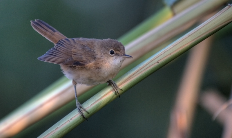 Kamışbülbülü » Cetti`s Warbler » Cettia cetti