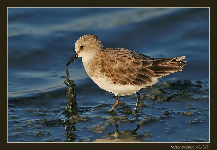 Küçük kumkuşu » Little Stint » Calidris minuta